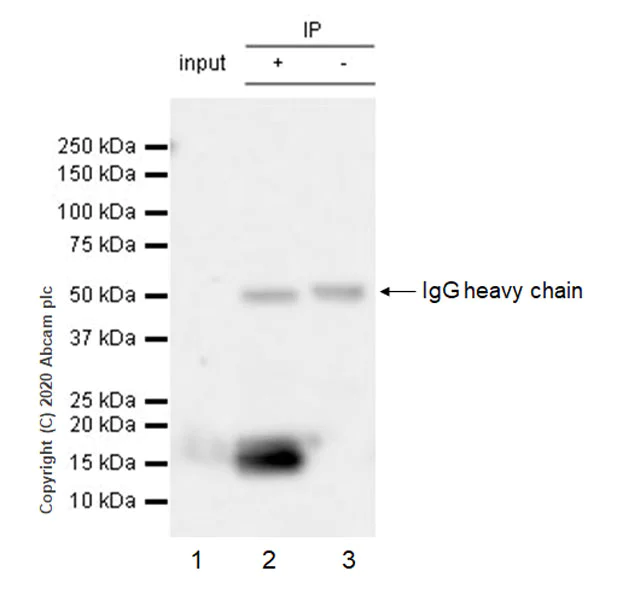 Immunoprecipitation - Anti-Adropin antibody [EPR24382-57] - BSA and Azide free (AB279721)