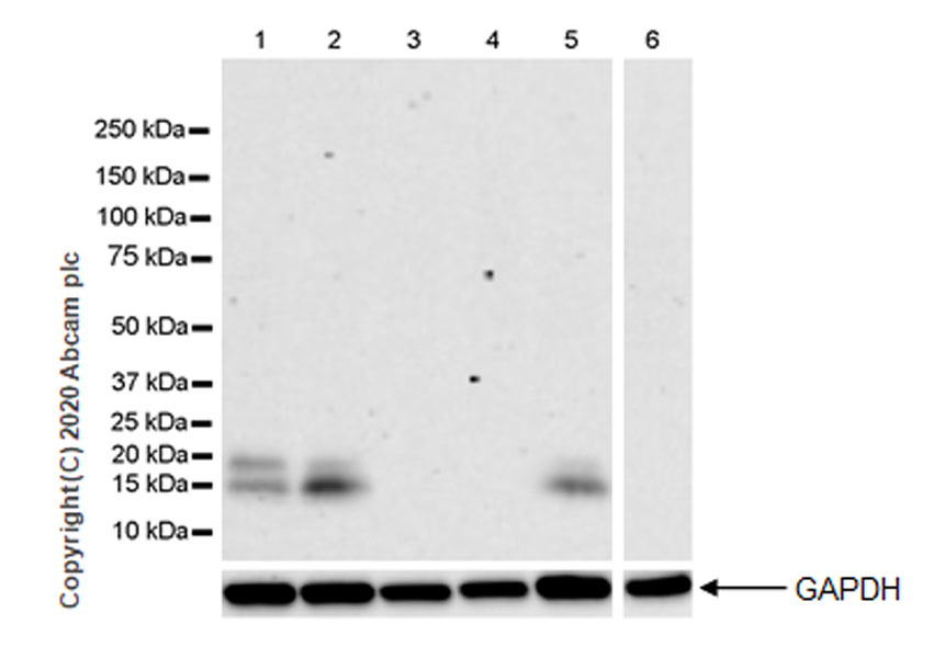 Western blot - Anti-Adropin antibody [EPR24382-57] - BSA and Azide free (AB279721), expandable thumbnail