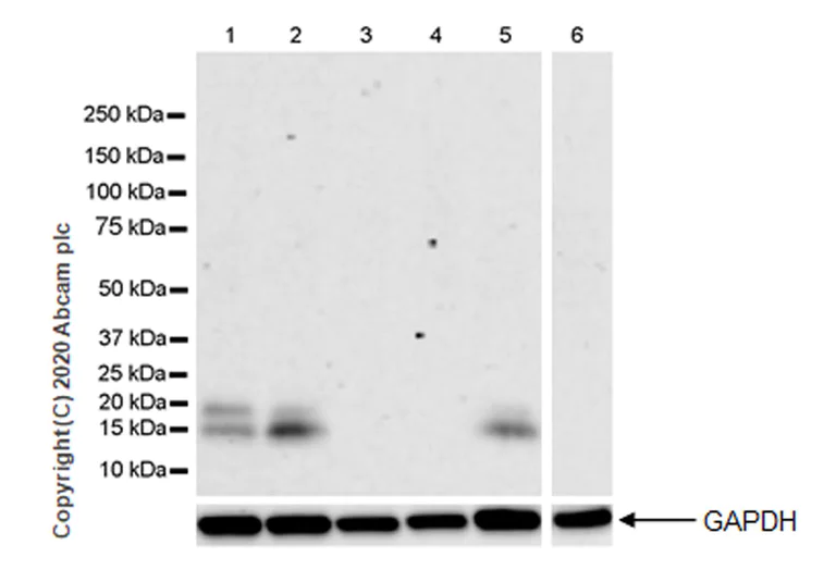 Western blot - Anti-Adropin antibody [EPR24382-57] - BSA and Azide free (AB279721)