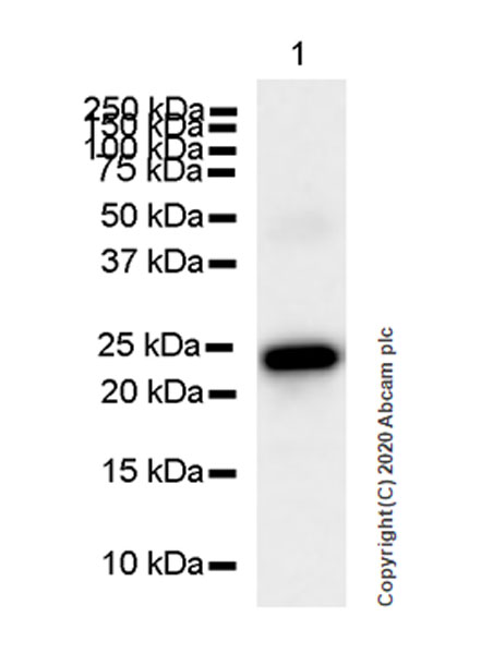 Western blot - Anti-Adropin antibody [EPR24382-57] - BSA and Azide free (AB279721), expandable thumbnail