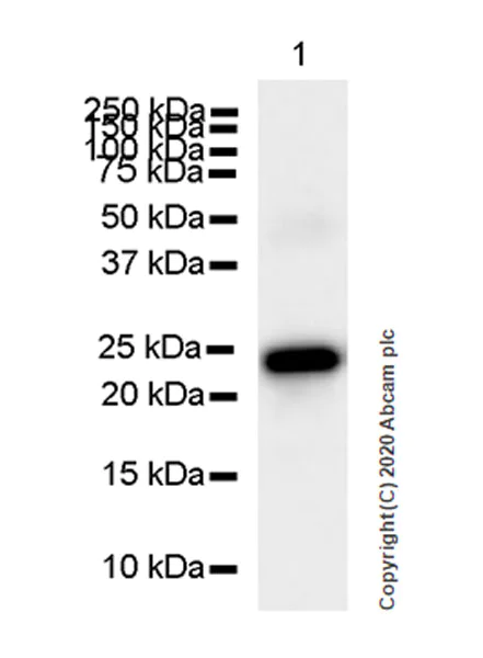 Western blot - Anti-Adropin antibody [EPR24382-57] - BSA and Azide free (AB279721)