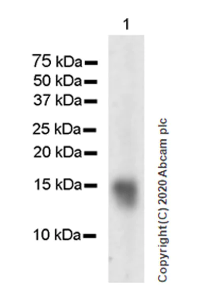 Western blot - Anti-Adropin antibody [EPR24382-57] - BSA and Azide free (AB279721)