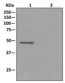 Immunoprecipitation - Anti-AdSS 2 antibody [EPR12331-52] - BSA and Azide free (AB249830)