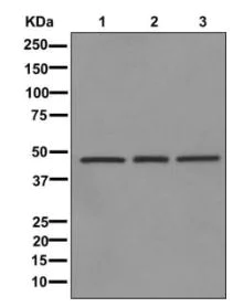 Western blot - Anti-AdSS 2 antibody [EPR12331-52] - BSA and Azide free (AB249830)
