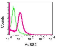 Flow Cytometry (Intracellular) - Anti-AdSS 2 antibody [EPR12331-73] - BSA and Azide free (AB249836)