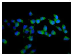 Immunocytochemistry/ Immunofluorescence - Anti-AdSS 2 antibody [EPR12331-73] - BSA and Azide free (AB249836)