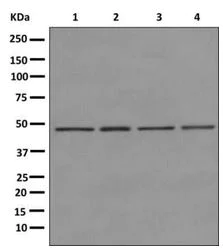Western blot - Anti-AdSS 2 antibody [EPR12331-73] - BSA and Azide free (AB249836)