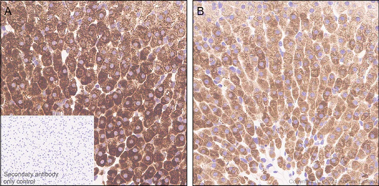 Immunohistochemistry (Formalin/PFA-fixed paraffin-embedded sections) - Anti-ADX antibody [EPR29804-54] - BSA and Azide free (AB321900)