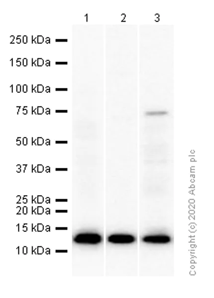 Western blot - Anti-ADX antibody [EPR4629] - BSA and Azide free (AB247613)