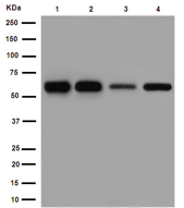 Western blot - Anti-AER61 antibody [EPR12944] - BSA and Azide free (AB251028), expandable thumbnail