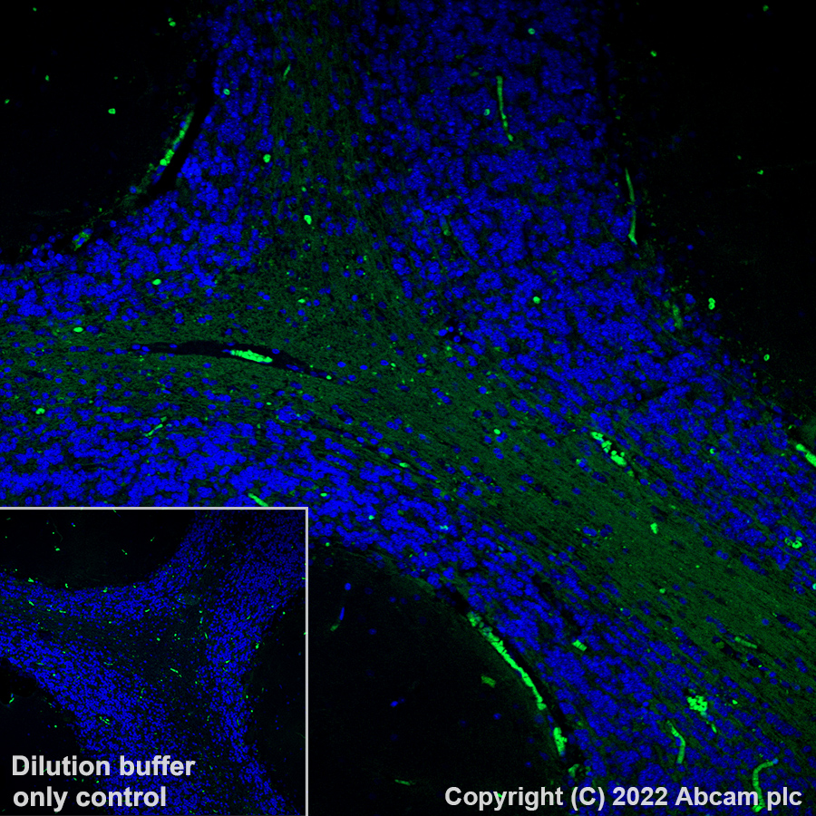 Immunohistochemistry (Formalin/PFA-fixed paraffin-embedded sections) - AF488 Anti-Myelin oligodendrocyte glycoprotein antibody [EPR22629-310] - Oligodendrocyte Marker (AB306602)