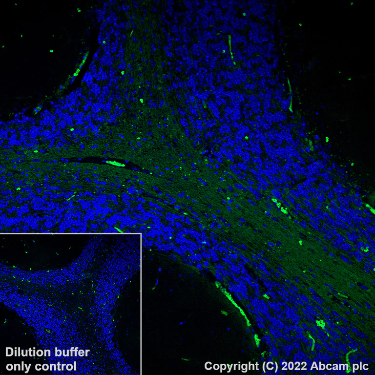 Immunohistochemistry (Formalin/PFA-fixed paraffin-embedded sections) - AF488 Anti-Myelin oligodendrocyte glycoprotein antibody [EPR22629-310] - Oligodendrocyte Marker (AB306602)