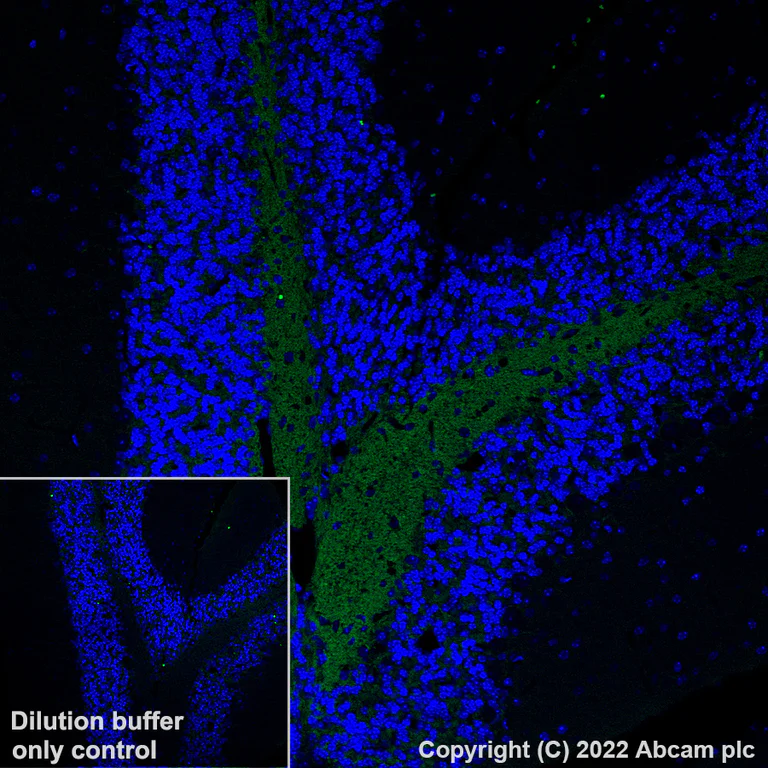 Immunohistochemistry (Formalin/PFA-fixed paraffin-embedded sections) - AF488 Anti-Myelin oligodendrocyte glycoprotein antibody [EPR22629-310] - Oligodendrocyte Marker (AB306602)