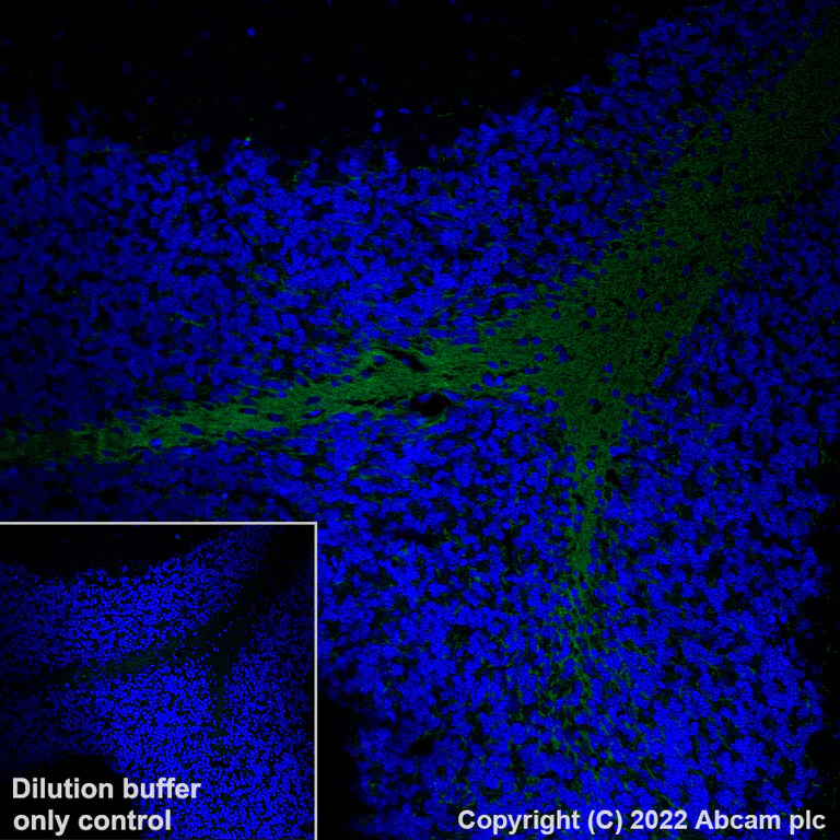 Immunohistochemistry (Formalin/PFA-fixed paraffin-embedded sections) - AF488 Anti-Myelin oligodendrocyte glycoprotein antibody [EPR22629-310] - Oligodendrocyte Marker (AB306602)
