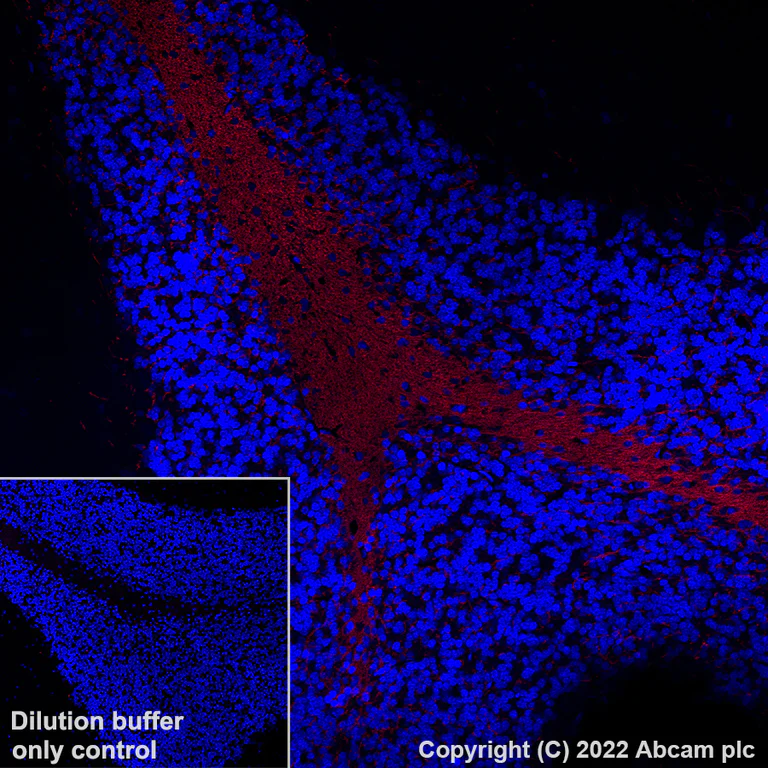 Immunohistochemistry (Formalin/PFA-fixed paraffin-embedded sections) - AF555 Anti-Myelin oligodendrocyte glycoprotein antibody [EPR22629-310] - Oligodendrocyte Marker (AB307127)