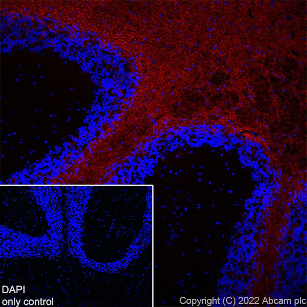 Immunohistochemistry (Frozen sections) - AF555 Anti-Myelin oligodendrocyte glycoprotein antibody [EPR22629-310] - Oligodendrocyte Marker (AB307127)