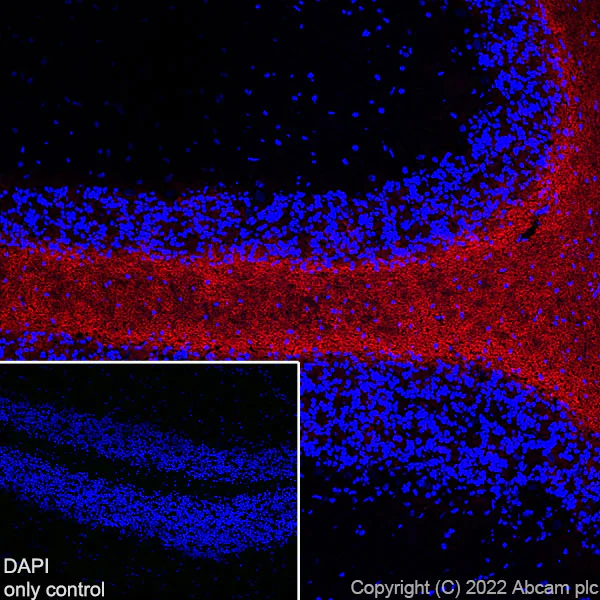 Immunohistochemistry (Frozen sections) - AF555 Anti-Myelin oligodendrocyte glycoprotein antibody [EPR22629-310] - Oligodendrocyte Marker (AB307127)