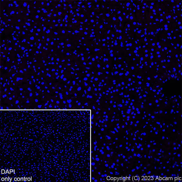 Immunohistochemistry (Frozen sections) - AF568 Anti-Myelin oligodendrocyte glycoprotein antibody [EPR22629-310] - Oligodendrocyte Marker (AB309366)