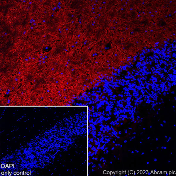 Immunohistochemistry (Frozen sections) - AF568 Anti-Myelin oligodendrocyte glycoprotein antibody [EPR22629-310] - Oligodendrocyte Marker (AB309366)