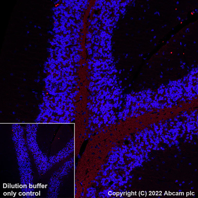 Immunohistochemistry (Formalin/PFA-fixed paraffin-embedded sections) - AF594 Anti-Myelin oligodendrocyte glycoprotein antibody [EPR22629-310] - Oligodendrocyte Marker (AB305372)