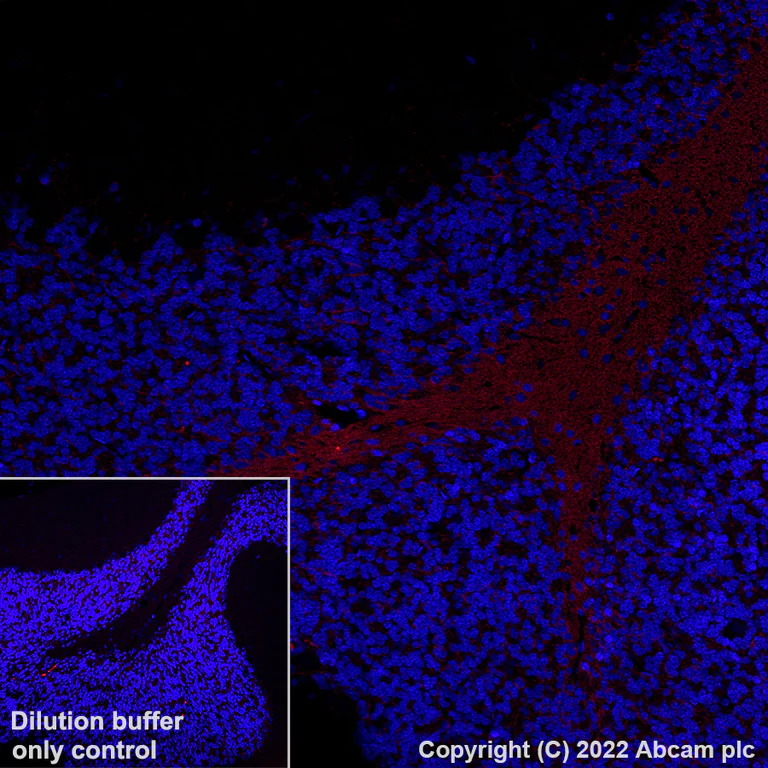 Immunohistochemistry (Formalin/PFA-fixed paraffin-embedded sections) - AF594 Anti-Myelin oligodendrocyte glycoprotein antibody [EPR22629-310] - Oligodendrocyte Marker (AB305372)