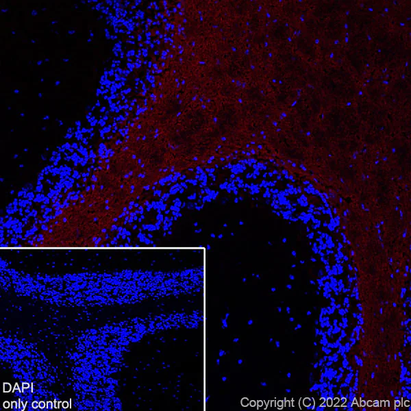 Immunohistochemistry (Frozen sections) - AF594 Anti-Myelin oligodendrocyte glycoprotein antibody [EPR22629-310] - Oligodendrocyte Marker (AB305372)