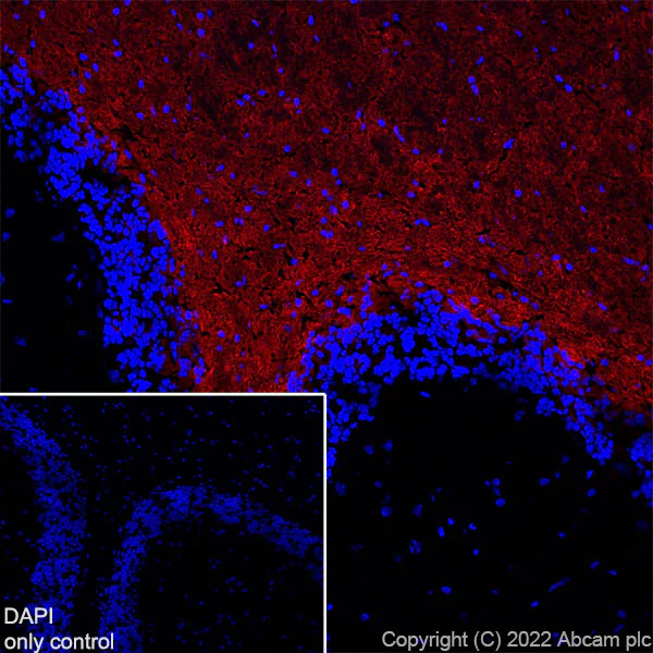 Immunohistochemistry (Frozen sections) - AF594 Anti-Myelin oligodendrocyte glycoprotein antibody [EPR22629-310] - Oligodendrocyte Marker (AB305372)