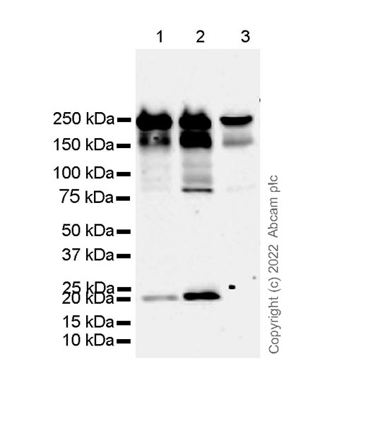 Western blot - Anti-AF6 antibody [35/AF6] - BSA and Azide Free (AB300636), expandable thumbnail