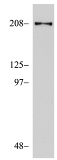 Anti-AF6 antibody [A7L9H48]