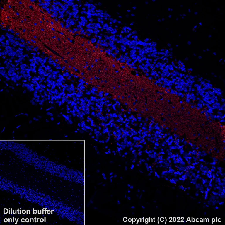 Immunohistochemistry (Formalin/PFA-fixed paraffin-embedded sections) - AF647 Anti-Myelin oligodendrocyte glycoprotein antibody [EPR22629-310] - Oligodendrocyte Marker (AB306598)