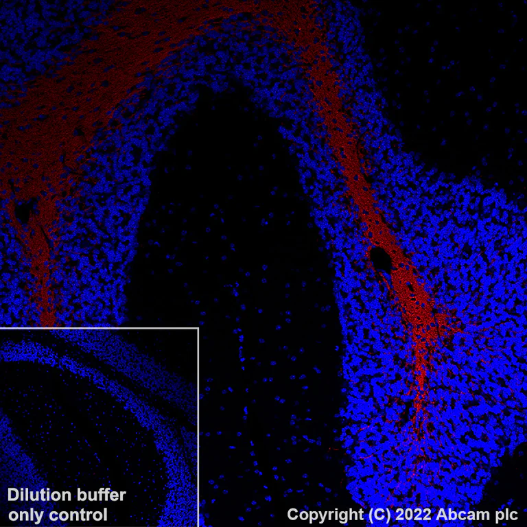 Immunohistochemistry (Formalin/PFA-fixed paraffin-embedded sections) - AF647 Anti-Myelin oligodendrocyte glycoprotein antibody [EPR22629-310] - Oligodendrocyte Marker (AB306598)
