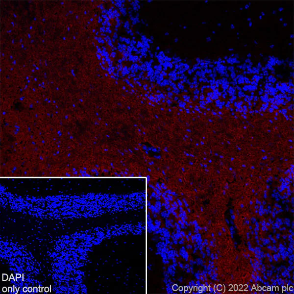 Immunohistochemistry (Frozen sections) - AF647 Anti-Myelin oligodendrocyte glycoprotein antibody [EPR22629-310] - Oligodendrocyte Marker (AB306598)