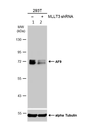 Western blot - Anti-AF9 antibody (AB154492)