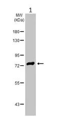 Western blot - Anti-AF9 antibody (AB154492)