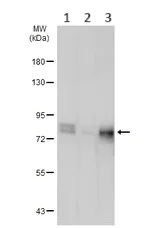 Western blot - Anti-AF9 antibody (AB154492)
