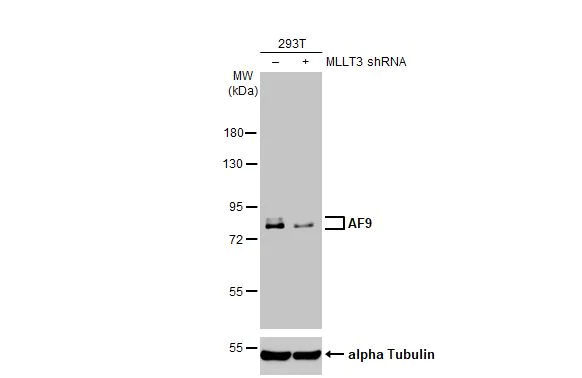 Western blot - Anti-AF9 antibody [HL1644] (AB317100)