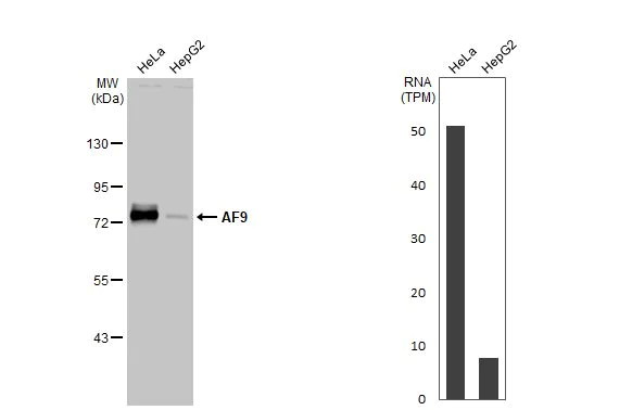 Western blot - Anti-AF9 antibody [HL1644] (AB317100)