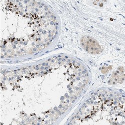 Immunohistochemistry (Formalin/PFA-fixed paraffin-embedded sections) - Anti-AFAF/Equatorin antibody (AB121461), expandable thumbnail
