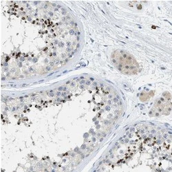 Immunohistochemistry (Formalin/PFA-fixed paraffin-embedded sections) - Anti-AFAF/Equatorin antibody (AB121461)