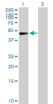 Western blot - Anti-AFF4 antibody (AB103586)