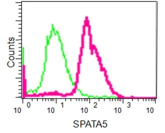 Flow Cytometry (Intracellular) - Anti-AFG2 antibody [EPR14038] (AB189519)