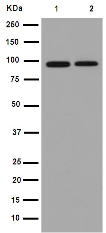Western blot - Anti-AFG2 antibody [EPR14038] (AB189519)
