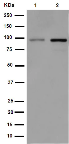 Western blot - Anti-AFG2 antibody [EPR14038] - BSA and Azide free (AB250994)