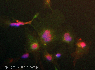 Immunocytochemistry/ Immunofluorescence - Anti-AFG3L2 antibody (AB68023)