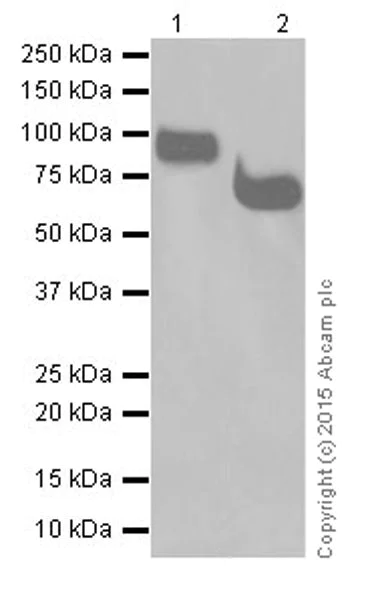 Western blot - Anti-AFM antibody [EPR19383] (AB201034)