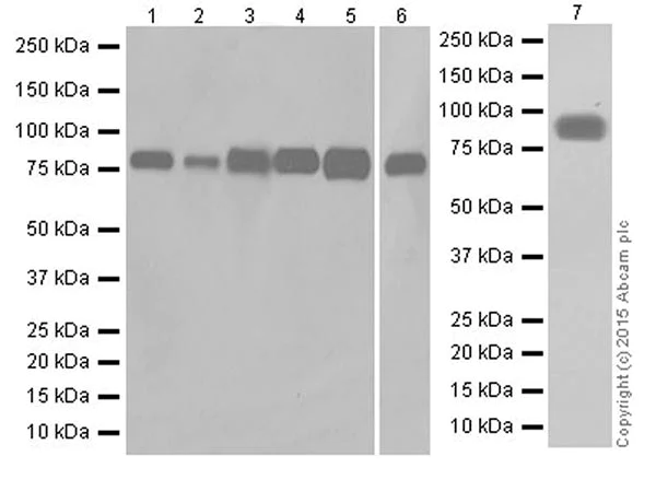 Western blot - Anti-AFM antibody [EPR19383] - BSA and Azide free (AB251332)