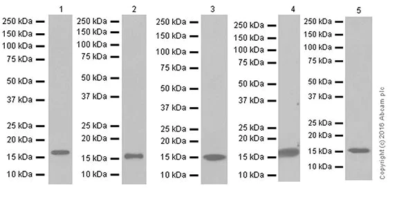 Western blot - Anti-AG-3 antibody [EPR19606] (AB201464)