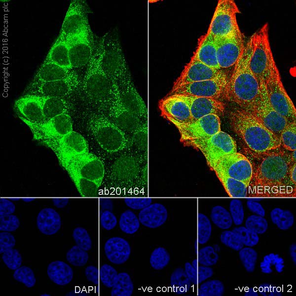 Immunocytochemistry/ Immunofluorescence - Anti-AG-3 antibody [EPR19606] - BSA and Azide free (AB251346)