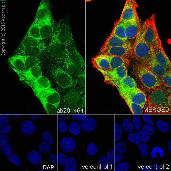 Immunocytochemistry/ Immunofluorescence - Anti-AG-3 antibody [EPR19606] - BSA and Azide free (AB251346)