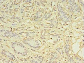Immunohistochemistry (Formalin/PFA-fixed paraffin-embedded sections) - Anti-AGBL2 antibody (AB235778)